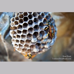 Brad Reed\'s Day 147 of 365 