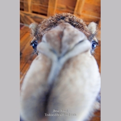 Brad Reed\'s Day 157 of 365 