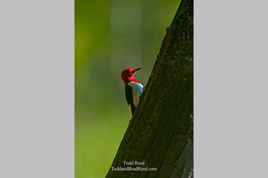 Todd Reed's Day 158 of 365 