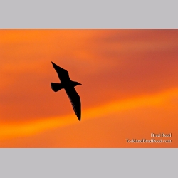 Brad Reed\'s Day 158 of 365 