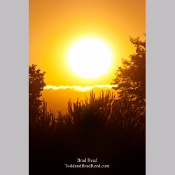 Brad Reed\'s Day 161 of 365 