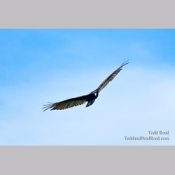 Todd Reed\'s Day 163 of 365 