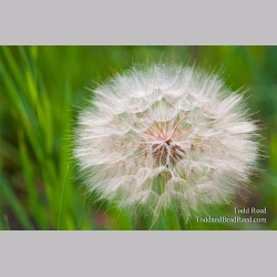 Todd Reed\'s Day 164 of 365 