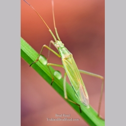 Brad Reed\'s Day 164 of 365 