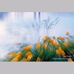 Todd Reed\'s Day 165 of 365 