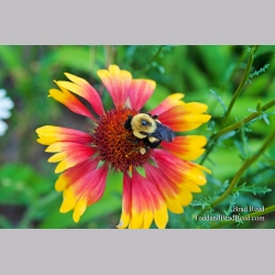 Brad Reed\'s Day 165 of 365 