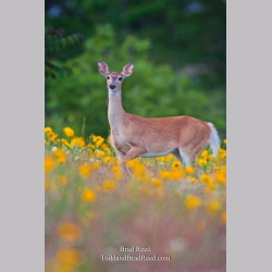 Brad Reed\'s Day 168 of 365 