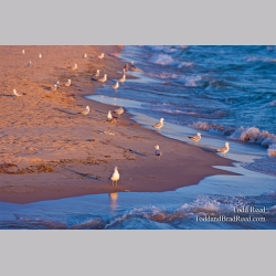 Todd Reed\'s Day 173 of 365 