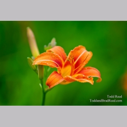Todd Reed\'s Day 174 of 365 