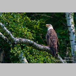 Brad Reed\'s Day 176 of 365 