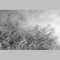 Brad Reed\'s Day 179 of 365 