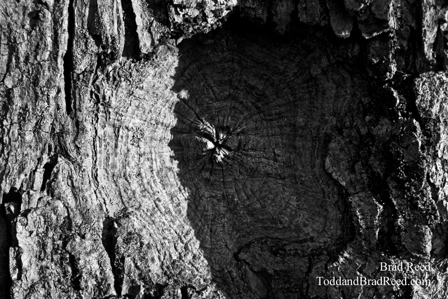 Brad Reed's Day 181 of 365 