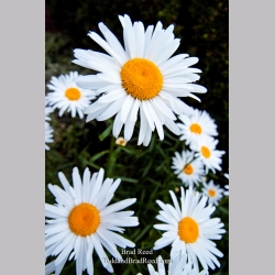 Brad Reed\'s Day 184 of 365 