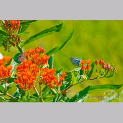 Brad Reed\'s Day 193 of 365 