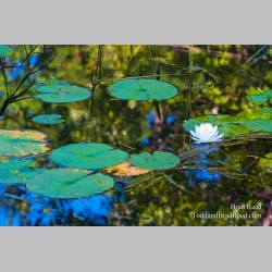 Brad Reed\'s Day 195 of 365 