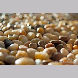 Brad Reed\'s Day 202 of 365 