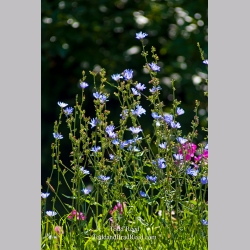 Todd Reed\'s Day 210 of 365 