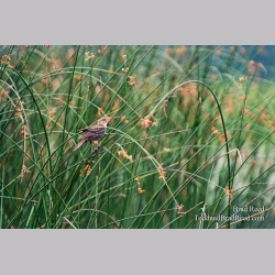 Brad Reed\'s Day 216 of 365 