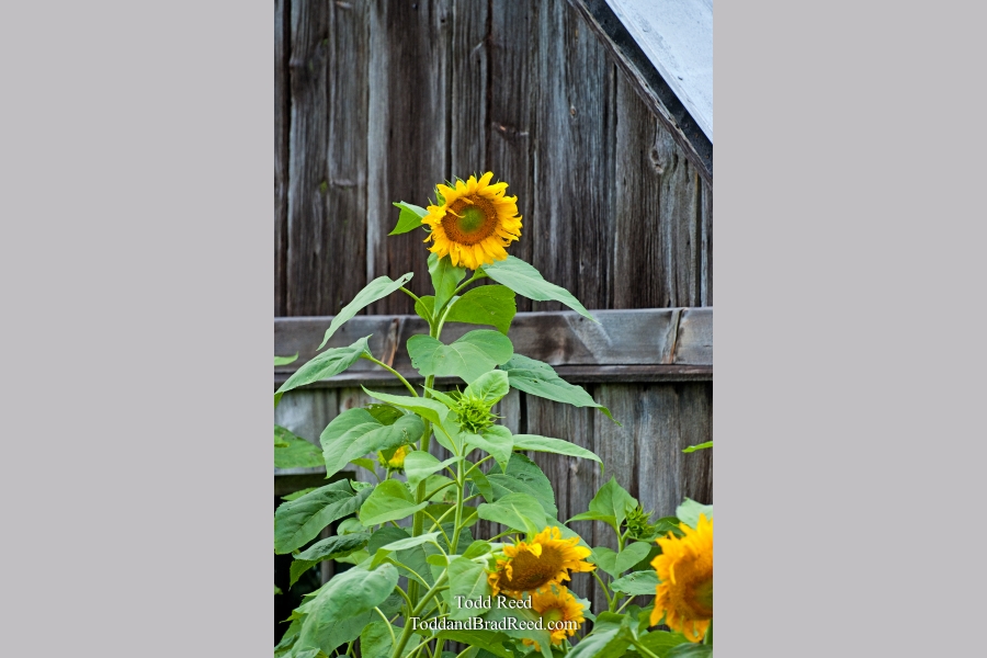 Todd Reed's Day 233 of 365 