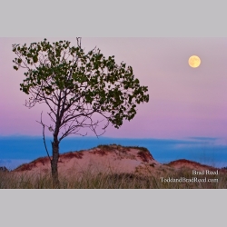 Brad Reed\'s Day 235 of 365 