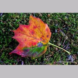 Brad Reed\'s Day 241 of 365 