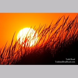 Todd Reed\'s Day 242 of 365 