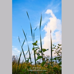 Brad Reed\'s Day 243 of 365 