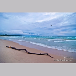 Todd Reed\'s Day 244 of 365 