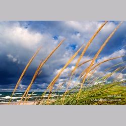 Brad Reed\'s Day 246 of 365 