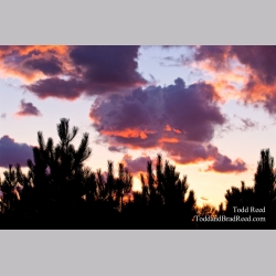 Todd Reed\'s Day 247 of 365 