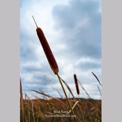 Brad Reed\'s Day 250 of 365 
