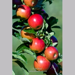 Todd Reed\'s Day 253 of 365 