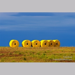 Todd Reed\'s Day 258 of 365 