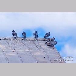 Todd Reed\'s Day 260 of 365 