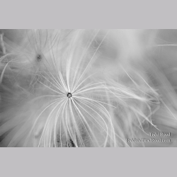Todd Reed\'s Day 263 of 365 