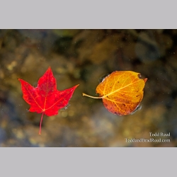 Todd Reed\'s Day 266 of 365 