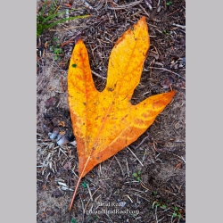 Brad Reed\'s Day 271 of 365 