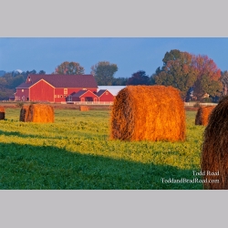 Todd Reed\'s Day 272 of 365 