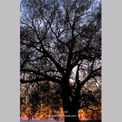 Brad Reed\'s Day 272 of 365 