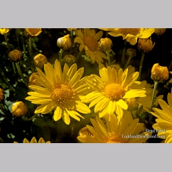 Brad Reed\'s Day 281 of 365 