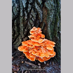Brad Reed\'s Day 282 of 365 