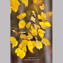 Todd Reed\'s Day 285 of 365 