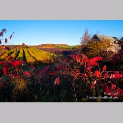 Brad Reed\'s Day 288 of 365 
