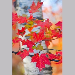 Todd Reed\'s Day 292 of 365 