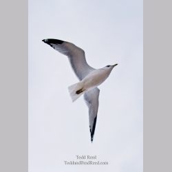 Todd Reed\'s Day 293 of 365 