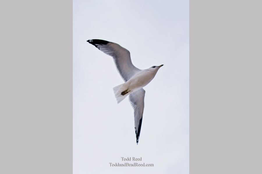 Todd Reed's Day 293 of 365 