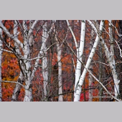 Todd Reed\'s Day 298 of 365 