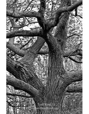 Todd Reed's Day 301 of 365 