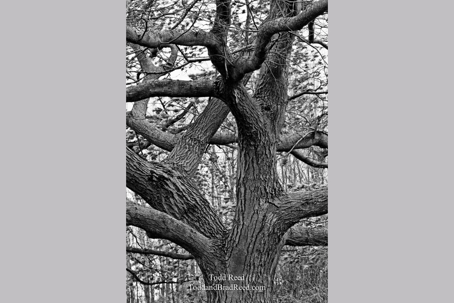 Todd Reed's Day 301 of 365 