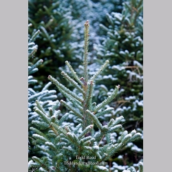 Todd Reed\'s Day 309 of 365 